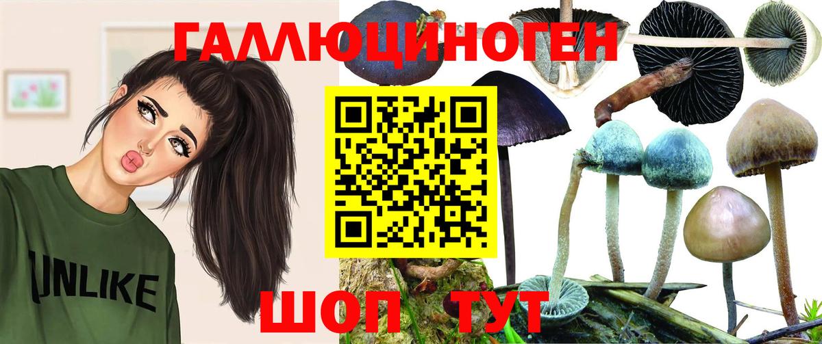 Галлюциногенные грибы Psilocybine cubensis Гудермес